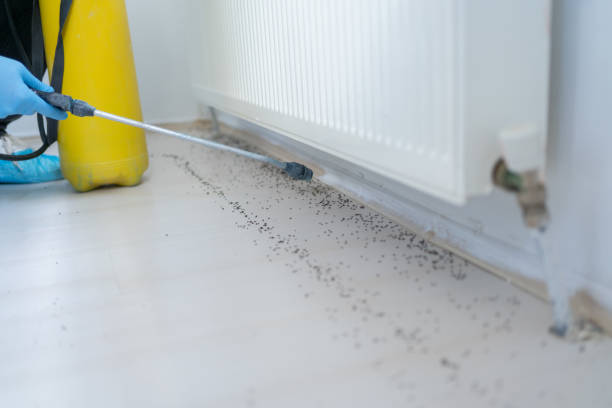 Pest Prevention Services in Pearl City, HI